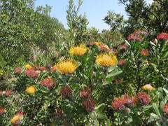 Leucospermum praecox