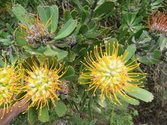 Leucospermum praecox