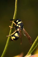 Parodontodynerus ephippium