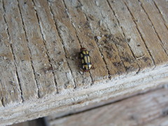 Disonycha scriptipennis