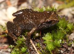 Drewes' Moss Frog photo 1