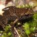 Drewes' Moss Frog - Photo (c) Alex Rebelo, some rights reserved (CC BY-NC), uploaded by Alex Rebelo