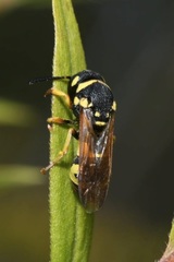 Parodontodynerus ephippium