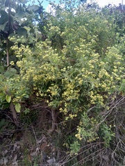 Microglossa pyrrhopappa