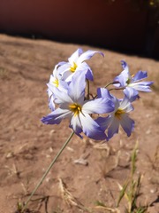 Leucocoryne coquimbensis