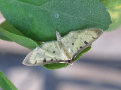 Lygropia plumbicostalis
