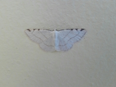 Stegania trimaculata