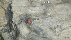 Ectrichodia