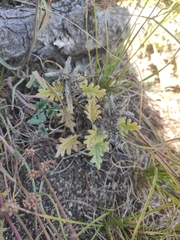 Dracocephalum pinnatum