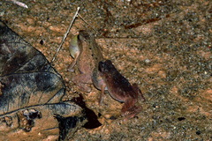 Ingerophrynus parvus