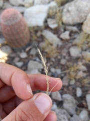 Muhlenbergia depauperata