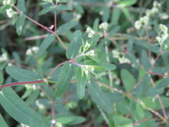 Anisophyllum