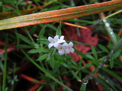 Galium uliginosum