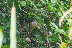 Phyllastrephus flavostriatus