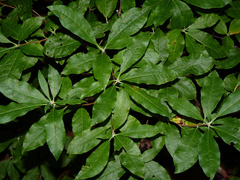 Rhododendron prinophyllum
