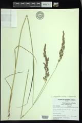 Calamagrostis inexpansa