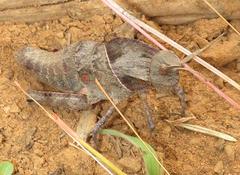 Lobosceliana
