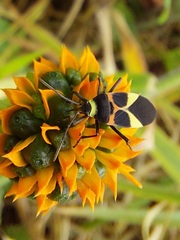 Craspeduchus variegatus