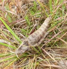 Lobosceliana