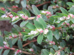Anisophyllum