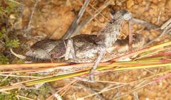 Lobosceliana