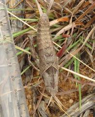 Lobosceliana