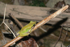 Chalcorana eschatia