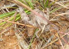 Lobosceliana