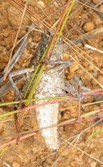 Lobosceliana