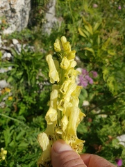 Aconitum lycoctonum