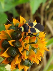 Craspeduchus variegatus