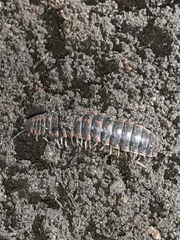 Euryurus leachii