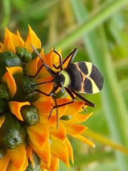 Craspeduchus variegatus