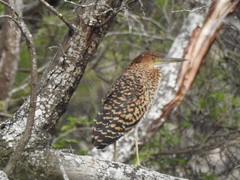Tigrisoma