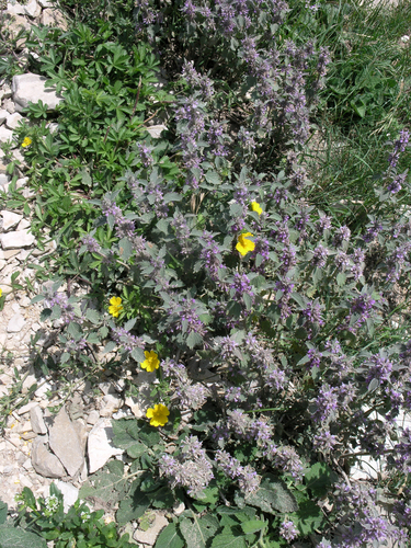 Marrubium plumosum (Marrubium plumosum)