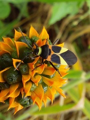 Craspeduchus variegatus