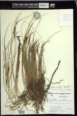 Carex recta