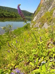 Veronica porphyriana