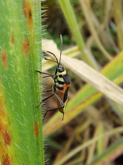 Craspeduchus variegatus