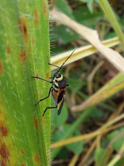 Craspeduchus variegatus