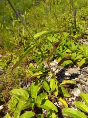 Veronica porphyriana