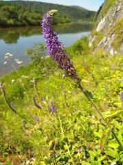 Veronica porphyriana