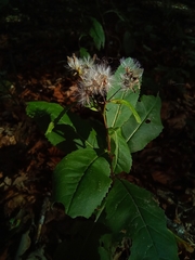 Senecio ovatus alpestris