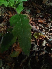 Senecio ovatus alpestris