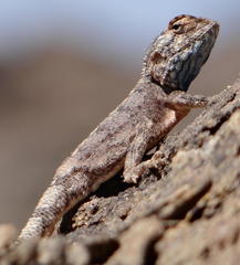 Agama anchietae