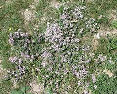 Thymus collinus