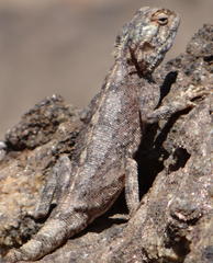 Agama anchietae