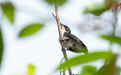 Archilochus colubris