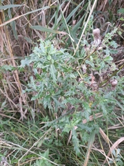 Cirsium arvense arvense