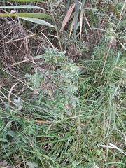 Cirsium arvense arvense